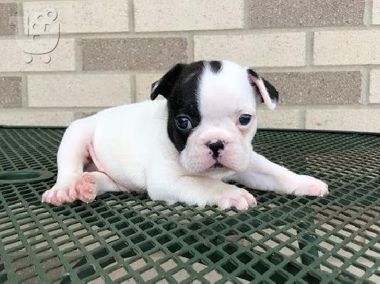 PoulaTo: AKC quality French Bulldog Puppy for free adoption!!!